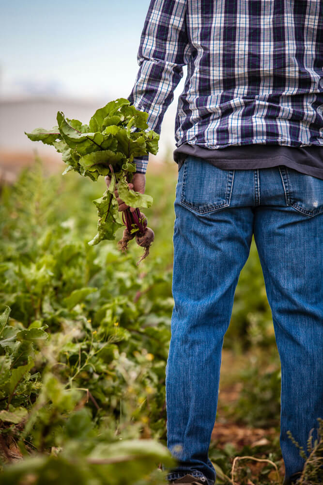 Récolte de légumes